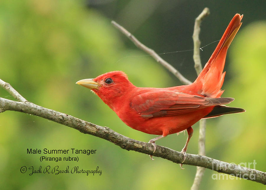 Summer Tanager #22 Photograph by Jack R Brock