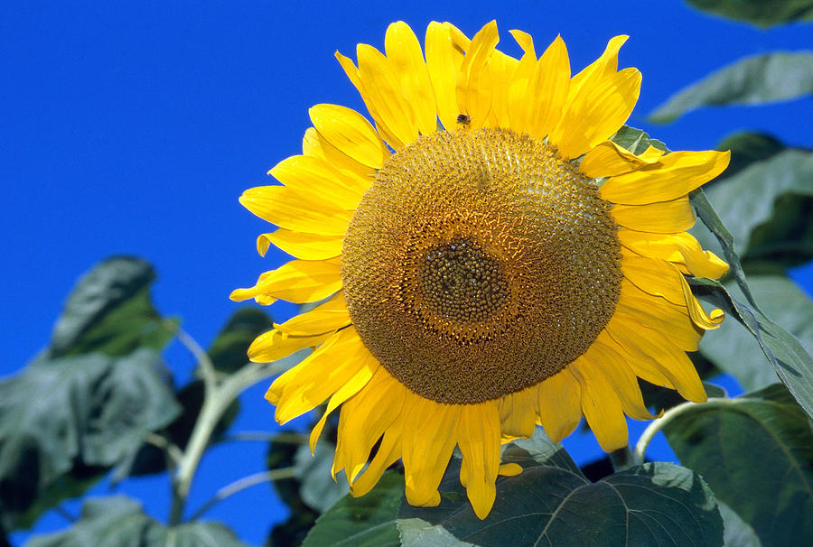 Sunflower #22 Photograph by Bonnie Sue Rauch