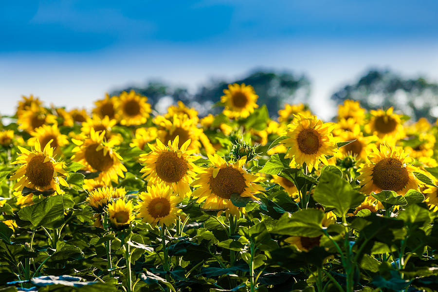 Sunflower Field Photograph by Melinda Ledsome