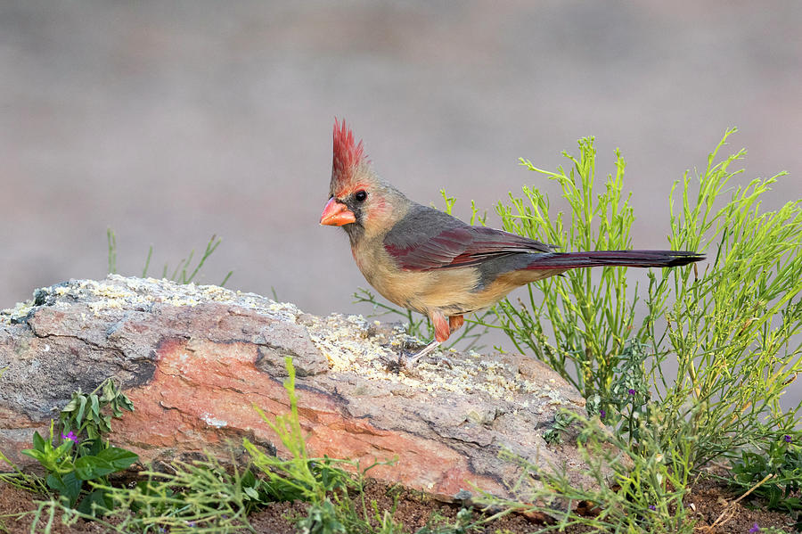 Cardinal Photograph - USA, Arizona, Amado #22 by Jaynes Gallery