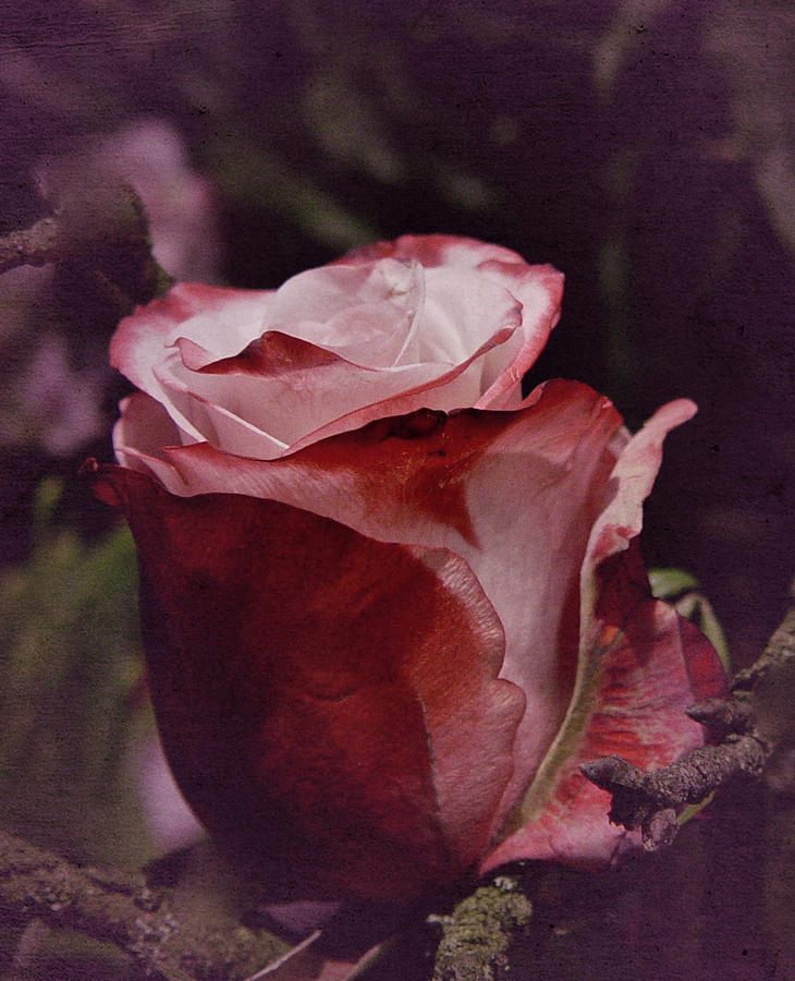 Vintage Rose #22 Photograph by Richard Cummings