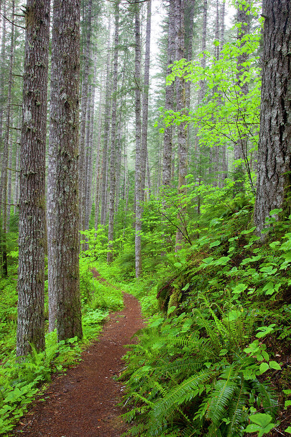 Wa, Gifford Pinchot National Forest Photograph by Jamie and Judy Wild ...