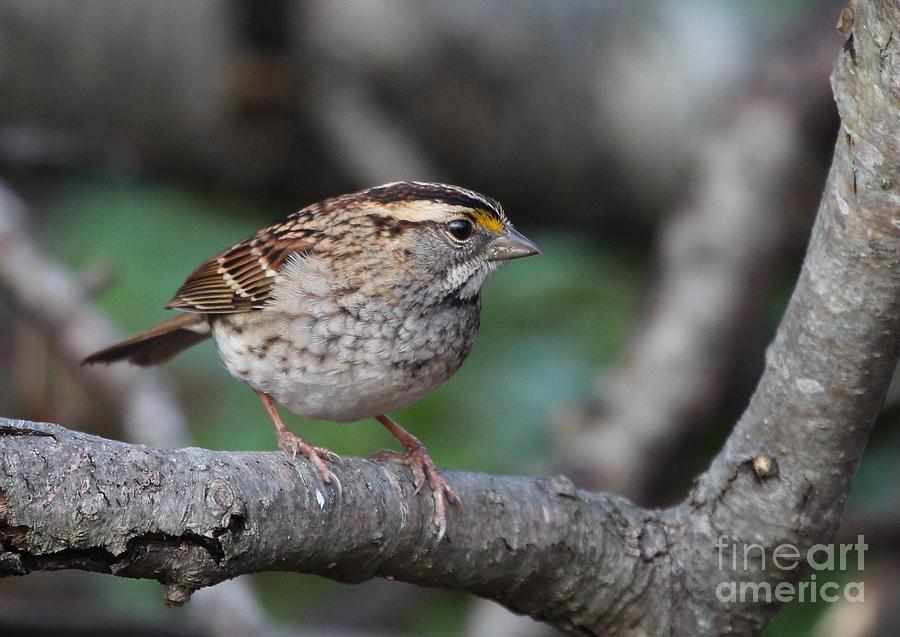 White-throated Sparrow #22 Photograph by Jack R Brock