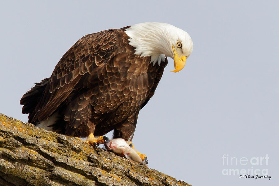Bald Eagle #220 Photograph by Steve Javorsky