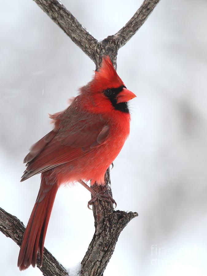Northern Cardinal #220 Photograph by Jack R Brock