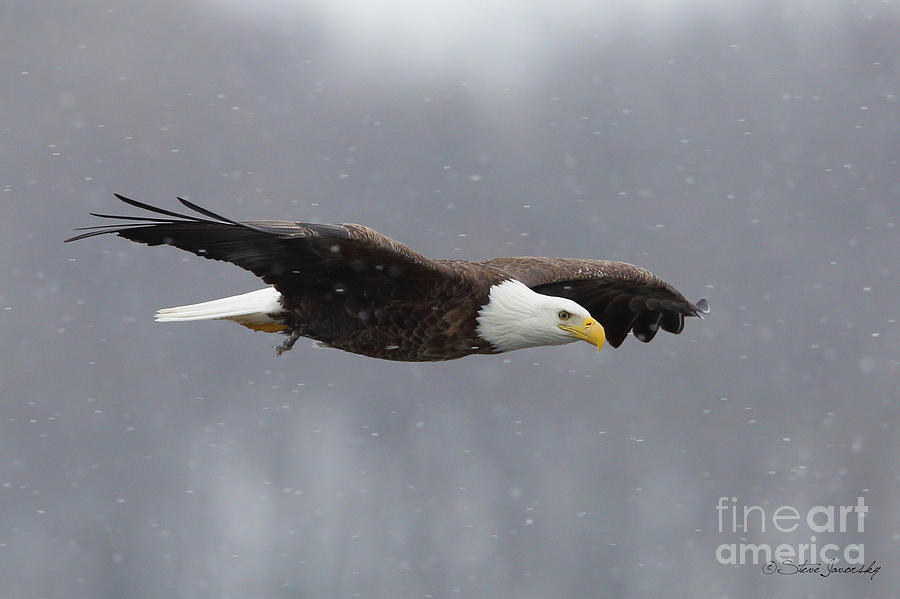 Bald Eagle #222 Photograph by Steve Javorsky