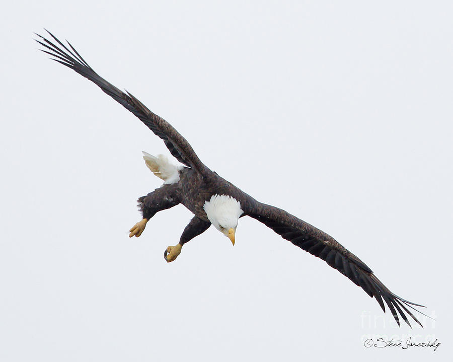 Bald Eagle #223 Photograph by Steve Javorsky