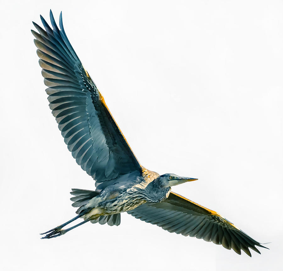 Great Blue Heron #223 Photograph by Brian Stevens