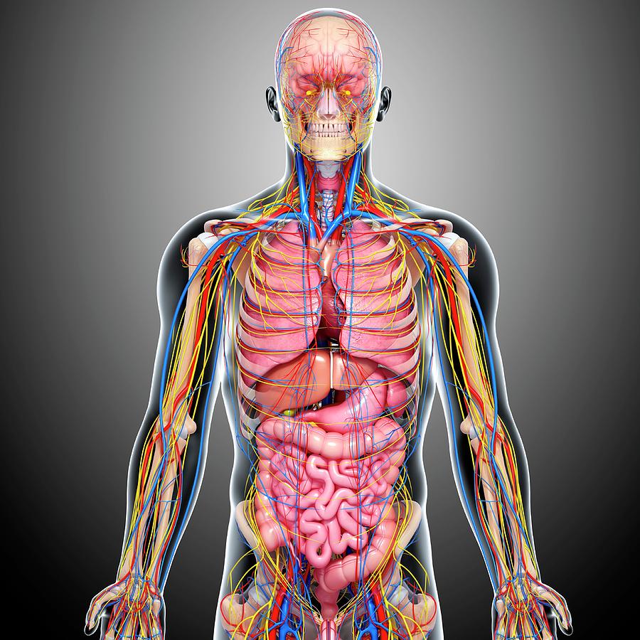Male Anatomy Photograph by Pixologicstudio/science Photo Library | Fine ...