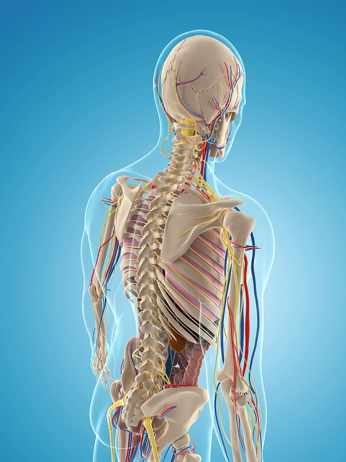Male Skeleton Photograph by Sciepro/science Photo Library - Pixels