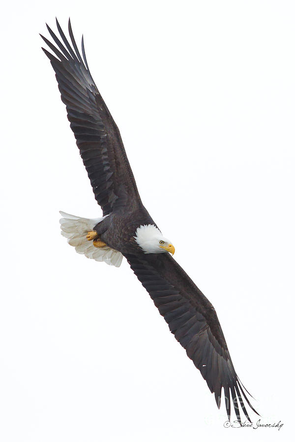 Bald Eagle #224 Photograph by Steve Javorsky