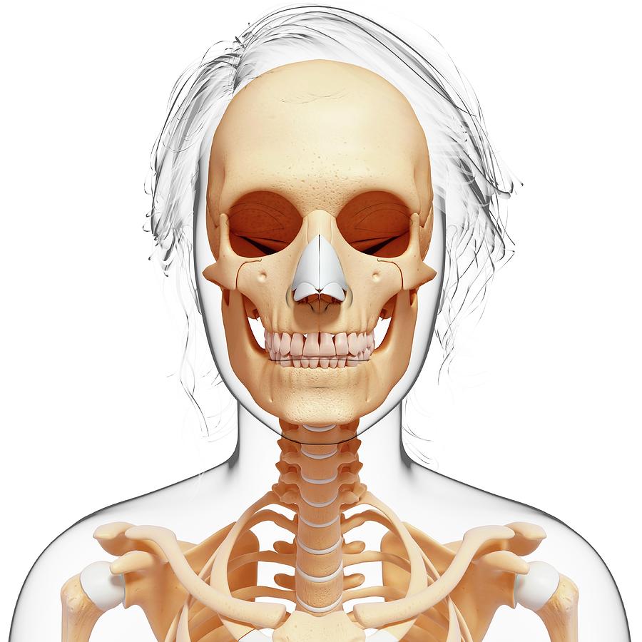 Female Skeleton Photograph By Pixologicstudio Science Photo Library Pixels