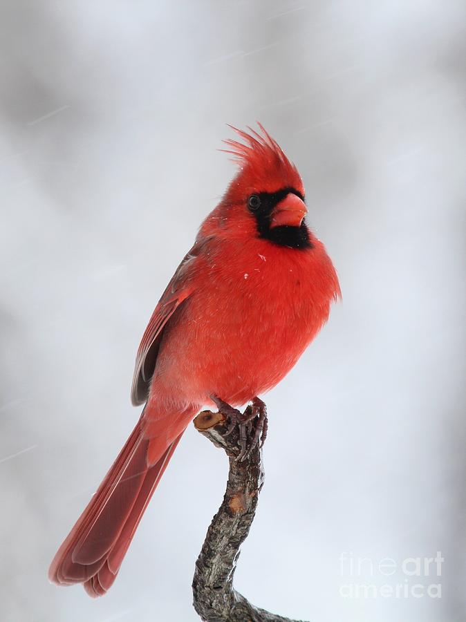 Northern Cardinal #224 Photograph by Jack R Brock