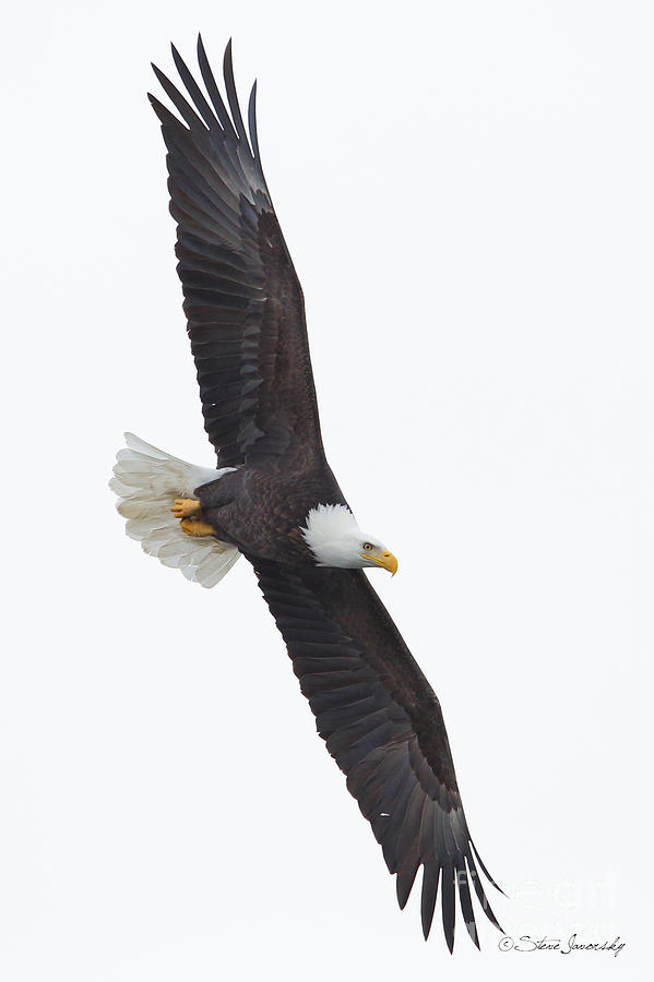 Bald Eagle #225 Photograph by Steve Javorsky