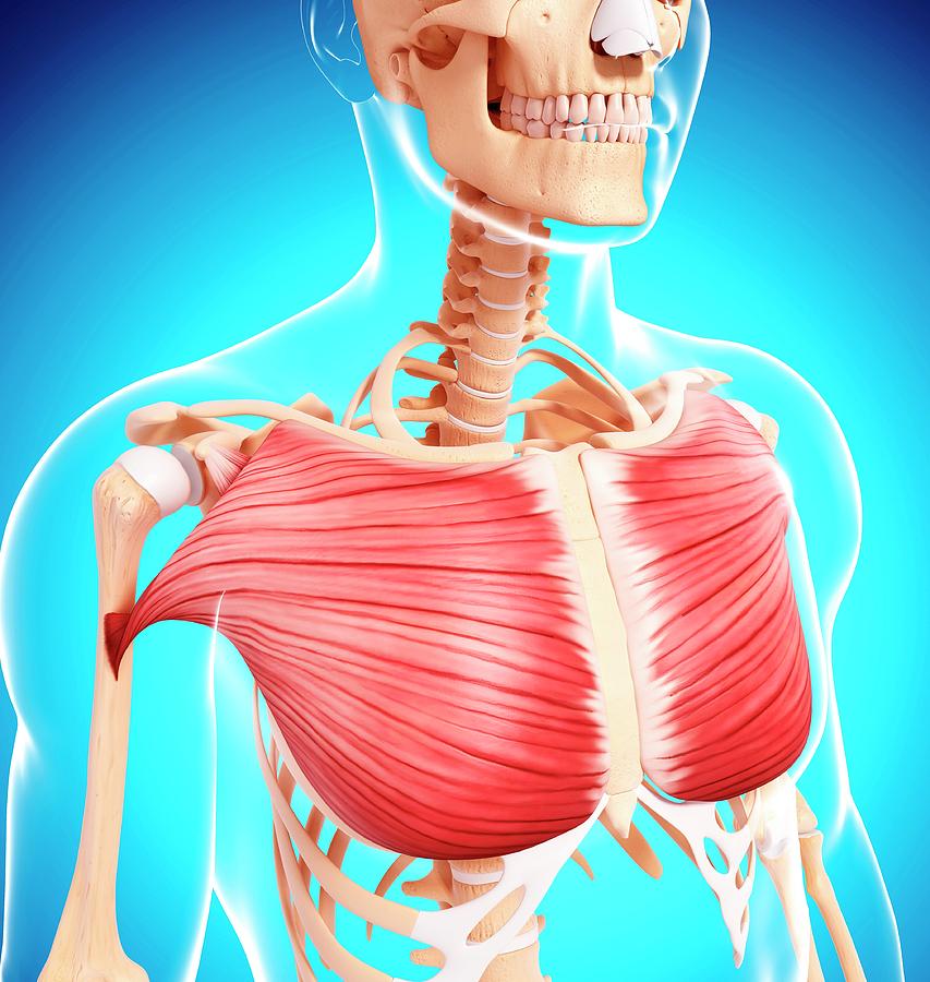 Human Musculature #226 by Pixologicstudio/science Photo Library