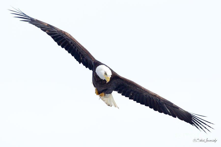 Bald Eagle #227 Photograph by Steve Javorsky
