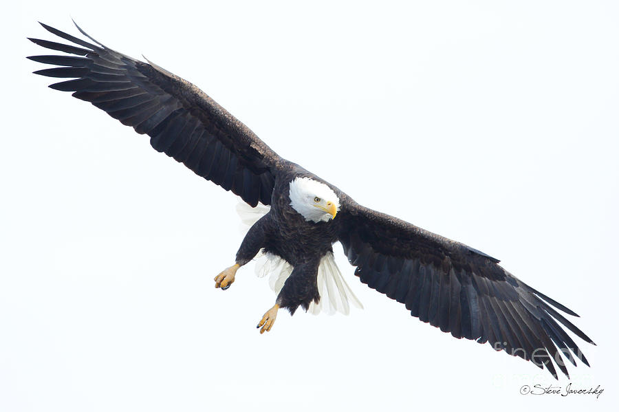 Bald Eagle #228 Photograph by Steve Javorsky