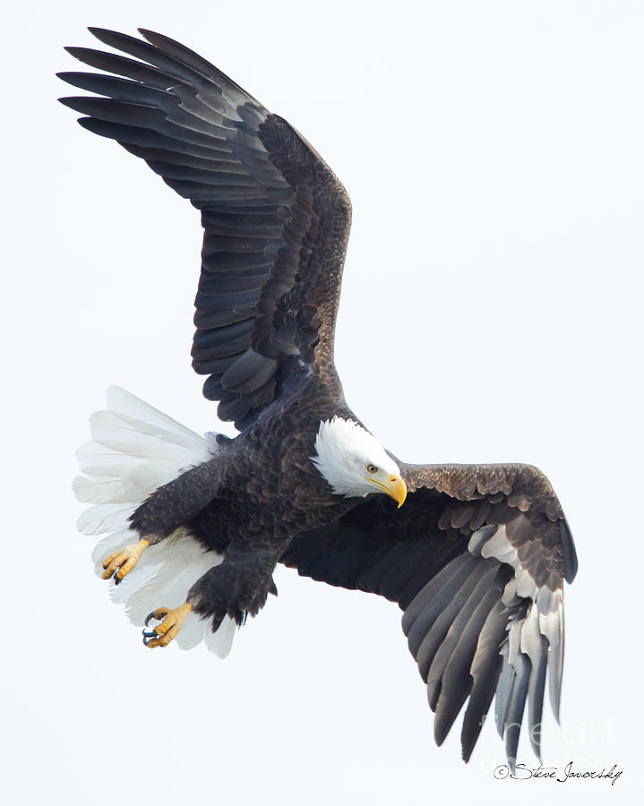 Bald Eagle #229 Photograph by Steve Javorsky