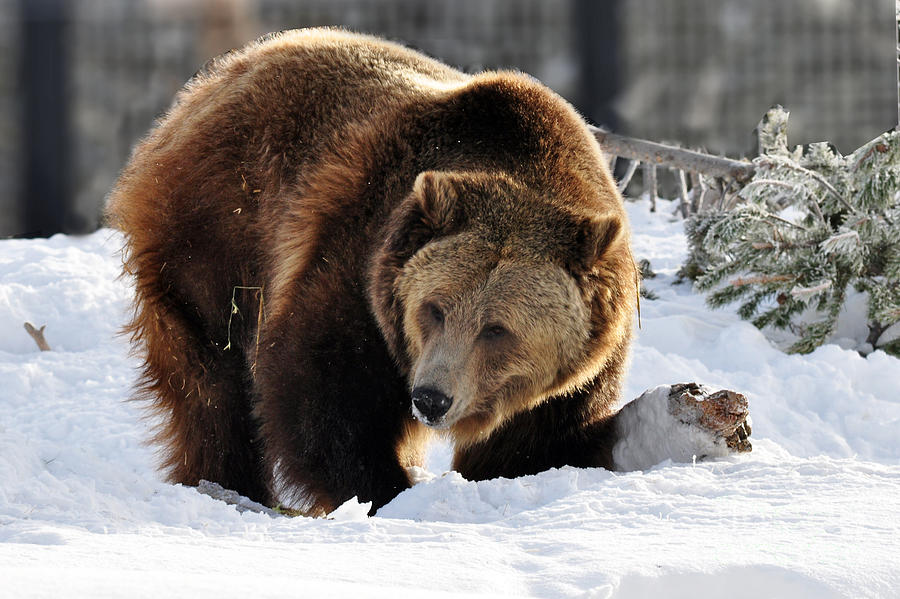 229P Grizzly Bear Photograph by NightVisions