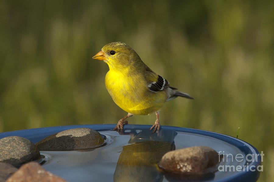 American Goldfinch #23 Photograph by Linda Freshwaters Arndt