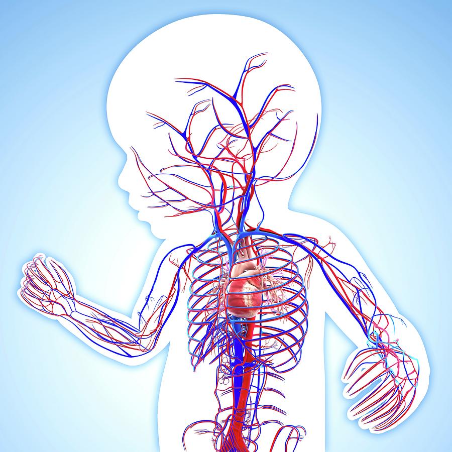 Baby's Cardiovascular System Photograph by Pixologicstudio - Fine Art ...