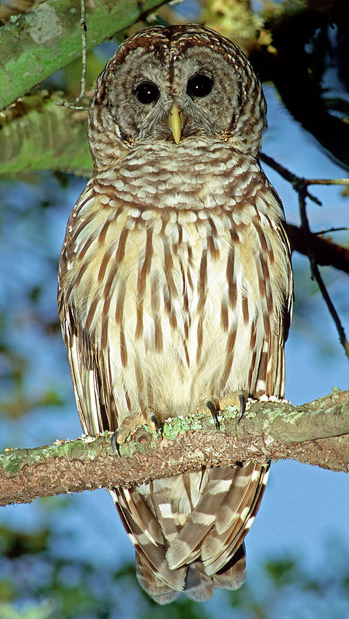 Barred Owl #23 Photograph by Millard H. Sharp