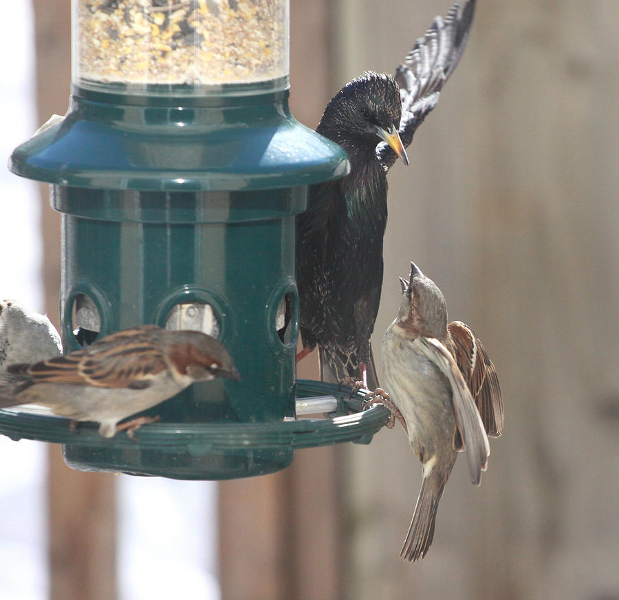 Birds at the Feeder Photograph by Hugh McClean - Fine Art America