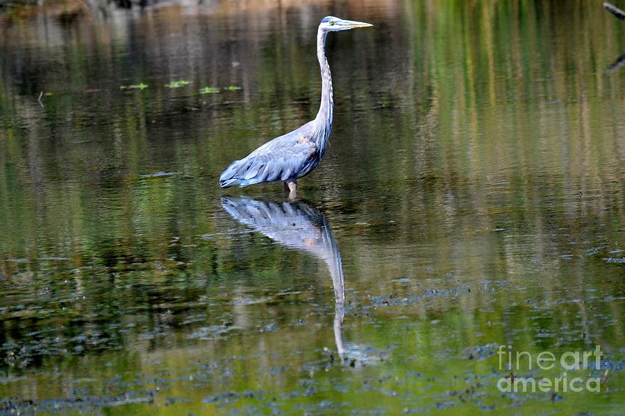 Great Blue Heron In Slough With Reflection Photograph By Gero - Fine 