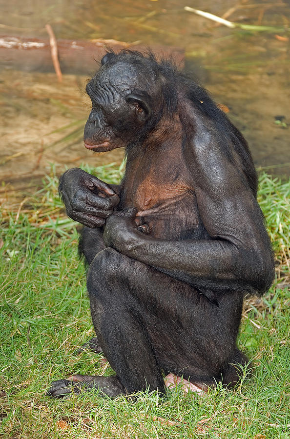 Bonobo #23 Photograph by Millard H. Sharp