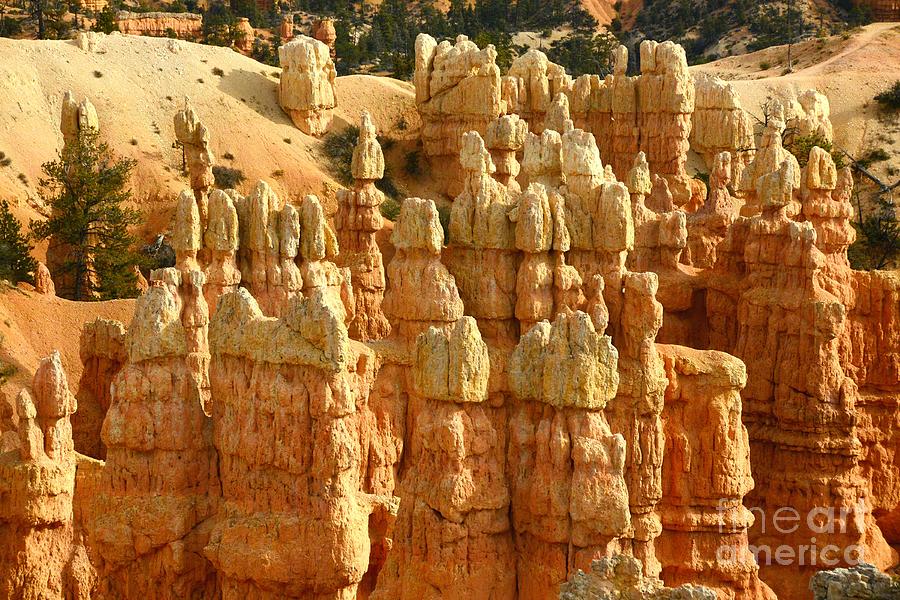 Bryce Canyon #23 Photograph by Marc Bittan