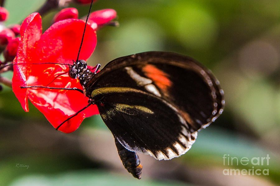 Butterfly #23 Photograph by Rene Triay FineArt Photos