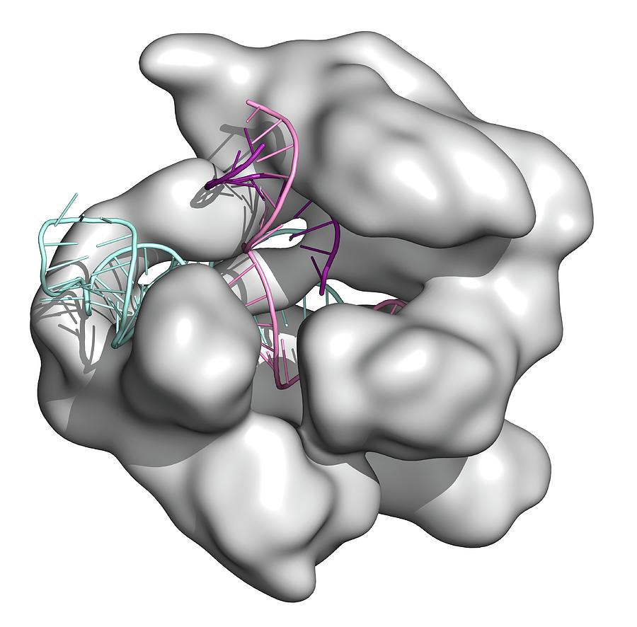 Crispr Cas9 Gene Editing Complex Photograph By Molekuul Pixels 