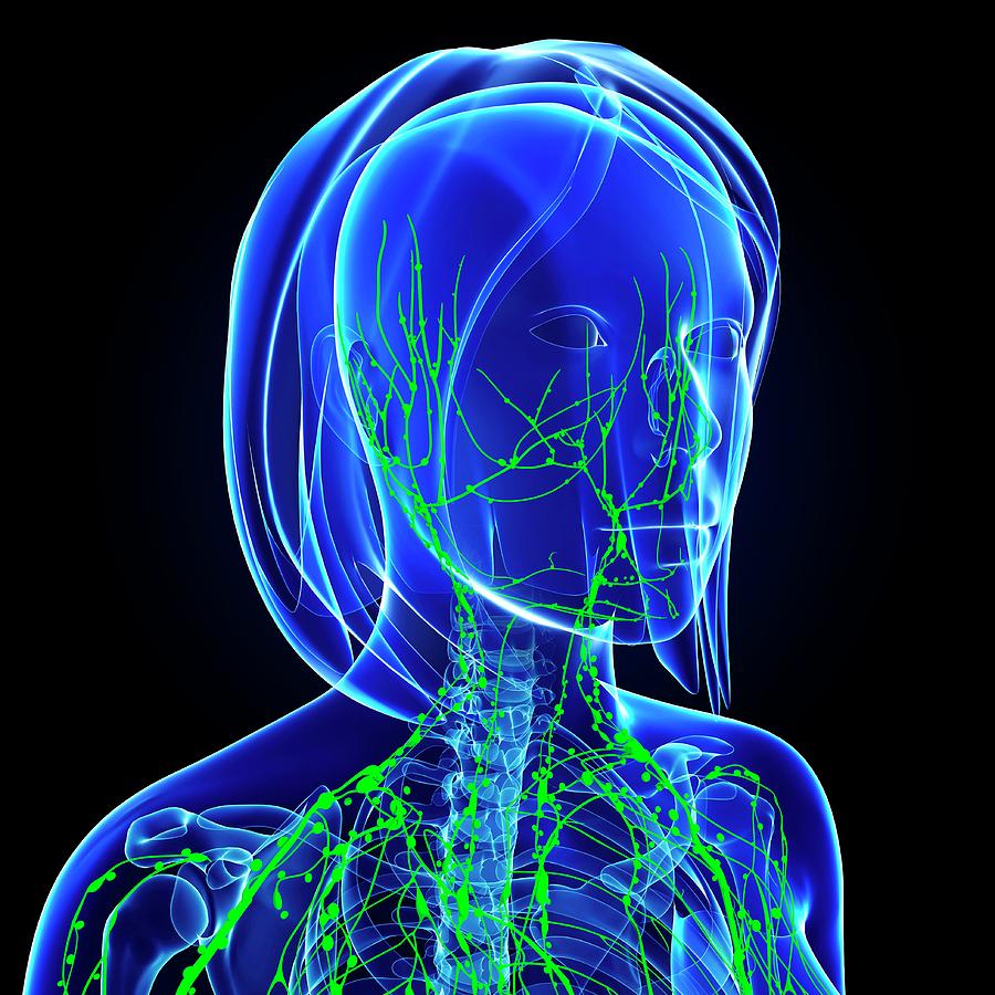 Female Lymphatic System #23 Photograph by Pixologicstudio/science Photo Library