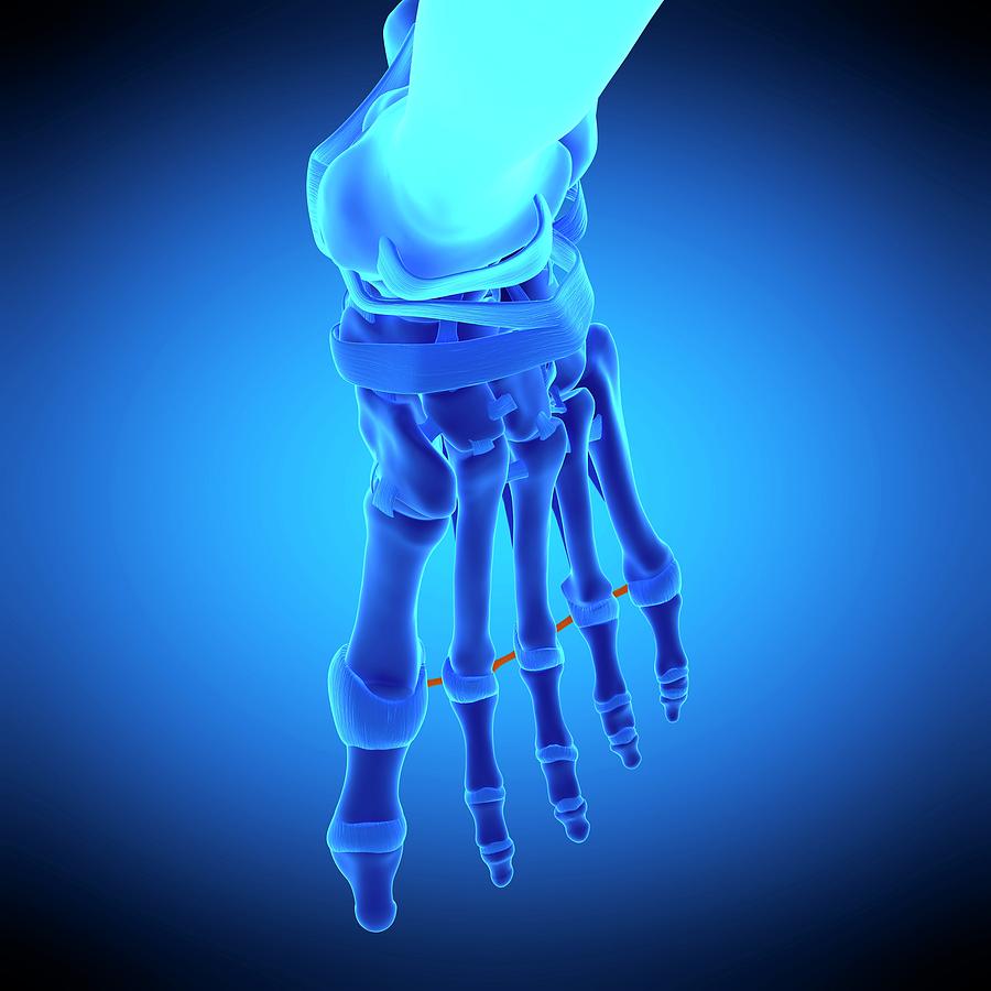 Skeleton Photograph - Foot Ligament #23 by Sebastian Kaulitzki/science Photo Library
