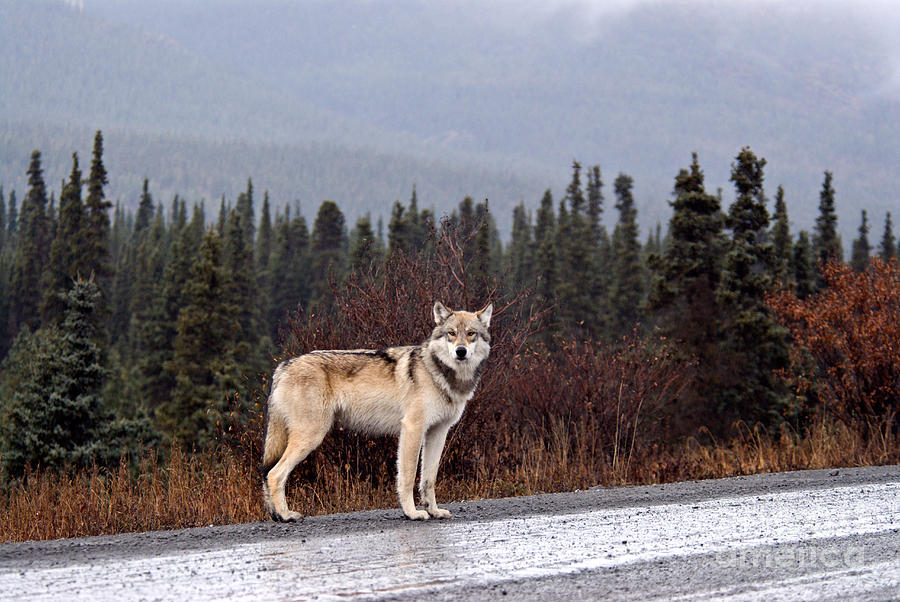 Gray Wolf #23 Photograph by Mark Newman