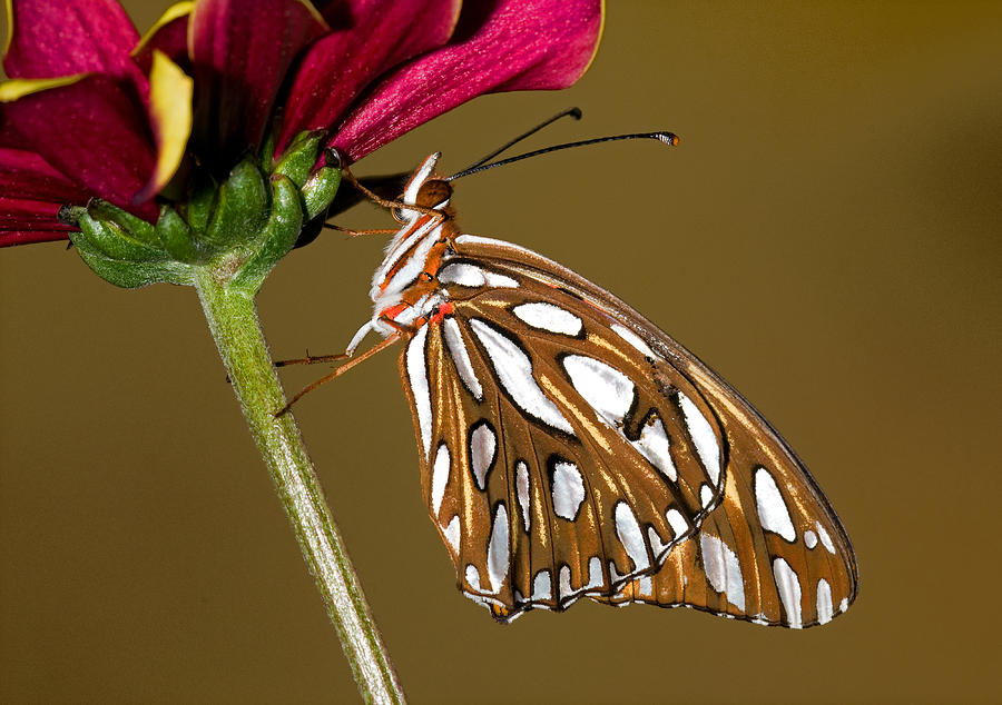 Gulf Fritillary Butterfly #23 Photograph by Millard H. Sharp