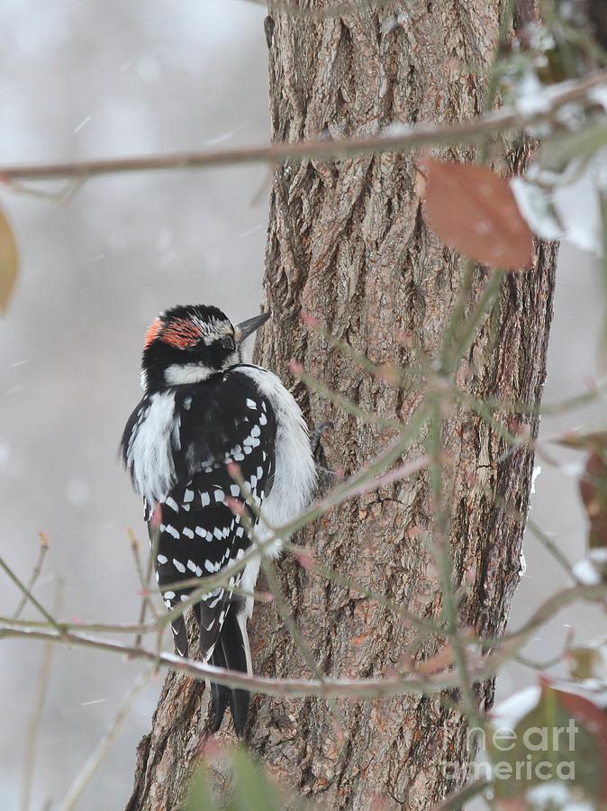 Hairy Woodpecker #23 Photograph by Jack R Brock
