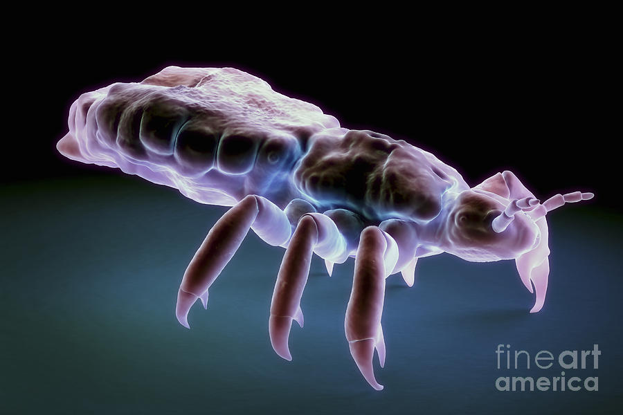 Head Louse #23 Photograph by Science Picture Co