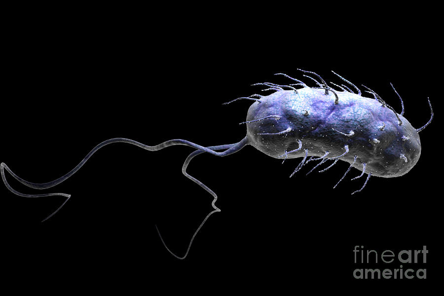 Pathogenic Photograph - Helicobacter Pylori #23 by Science Picture Co