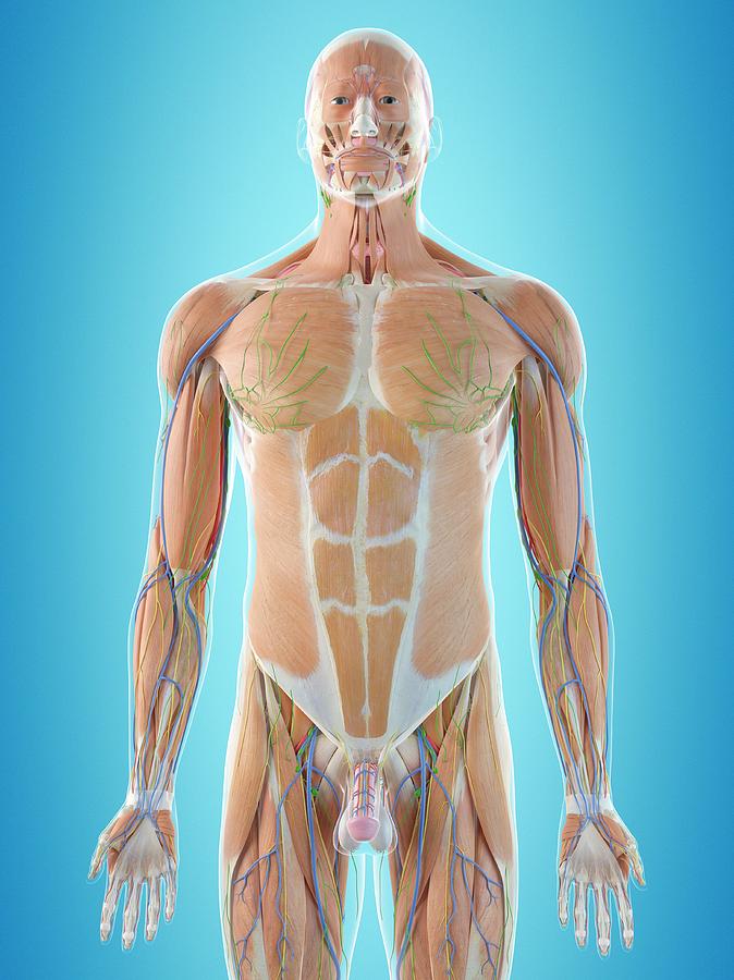 Illustration Photograph - Human Anatomy #23 by Sciepro