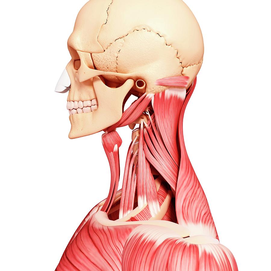 Human Head Musculature Photograph by Pixologicstudio/science Photo ...