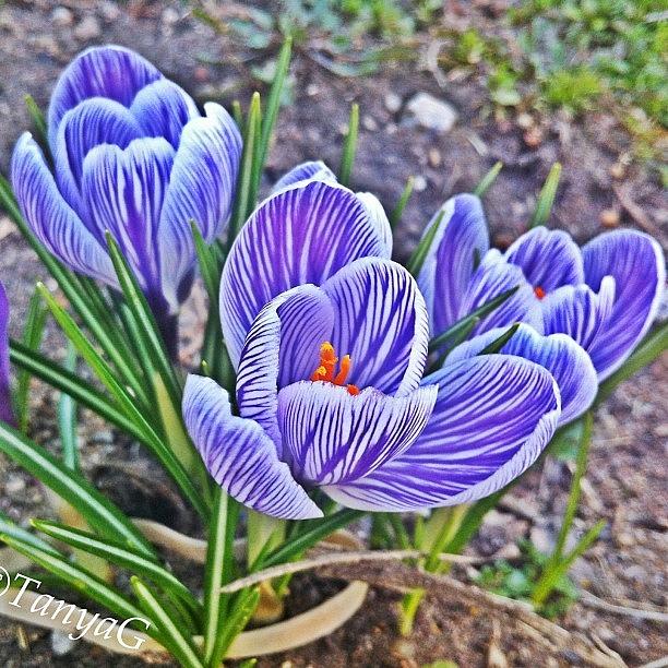 Spring Photograph - #insta #instahub #instagramhub #23 by Tetyana Gobenko