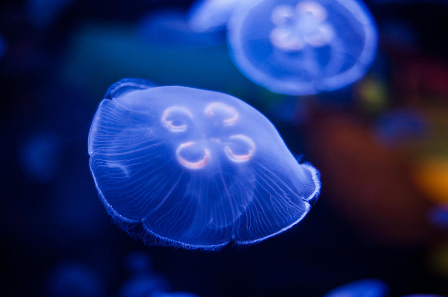 Jellyfish #23 Photograph by U Schade