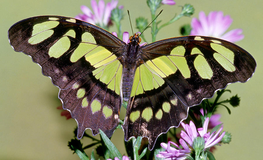 Malachite Butterfly Siproeta Stelenes #23 Photograph by Millard H. Sharp