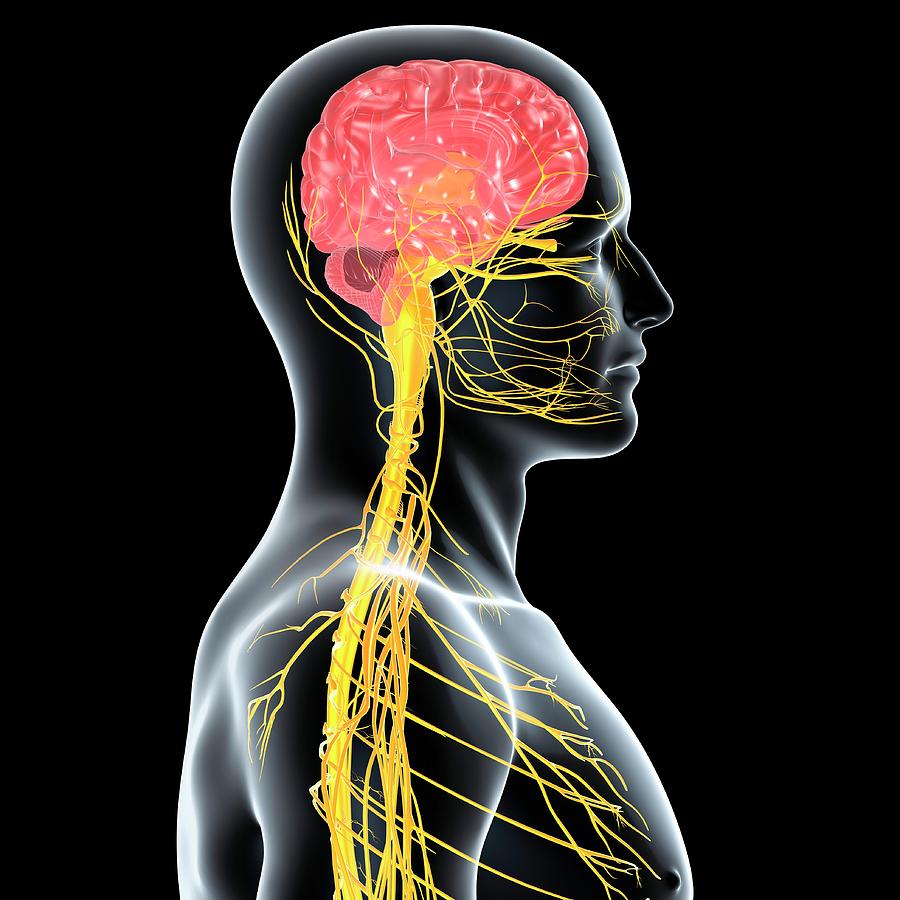 Male Nervous System Photograph by Pixologicstudio/science Photo Library ...