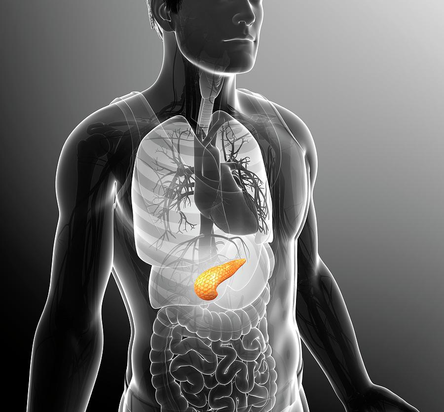 Male Pancreas Photograph by Pixologicstudio/science Photo Library ...