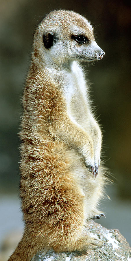 Meerkat Suricata Suricatta #23 Photograph by Millard H. Sharp
