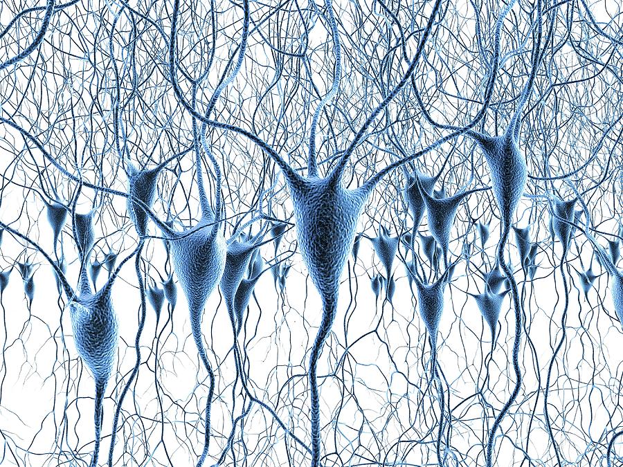Nerve Cells #23 Photograph by Alfred Pasieka/science Photo Library