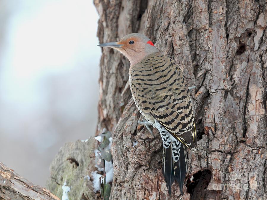 Nature Photograph - Northern Flicker #23 by Jack R Brock