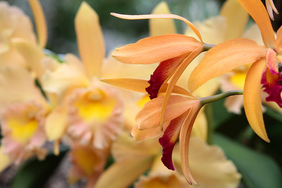 Orchids #13 Photograph by John Freidenberg